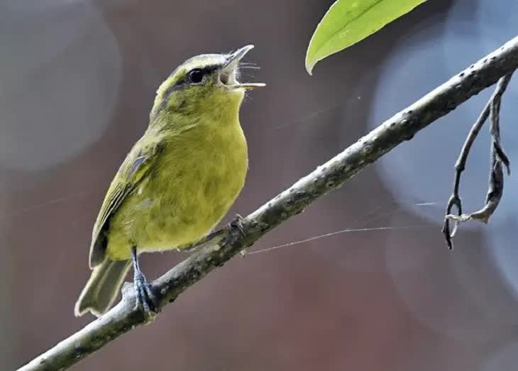 perawatan-harian-cikrak-daun-3408205