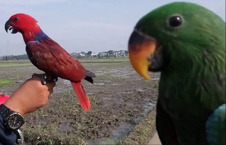 perbedaan-burung-bayan-jantan-dan-betina-4498859