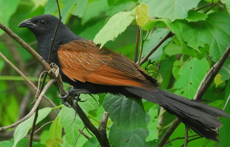 perilaku-burung-bubut-di-alam-liar-dan-perkembangbiakannya-7384312