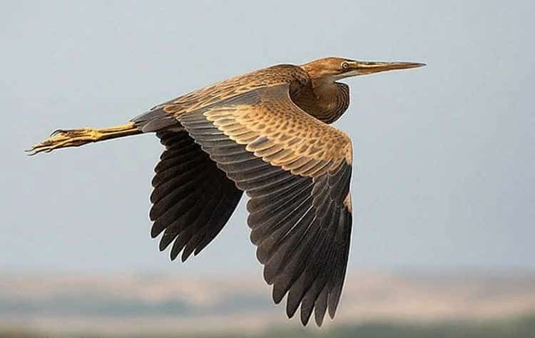 perilaku-burung-cangak-merah-8195953