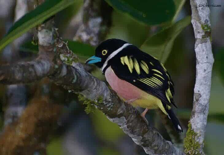 perilaku-burung-sempur-hujan-darat-7210207