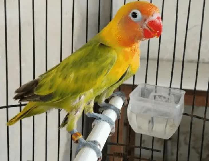 persilangan-lovebird-blorok-4828695