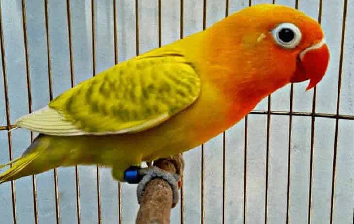 persilangan-lovebird-blorok-hijau-dan-karakteristiknya-1764590