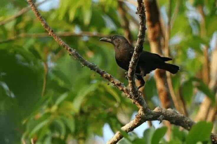 populasi-gagak-banggai-5303961