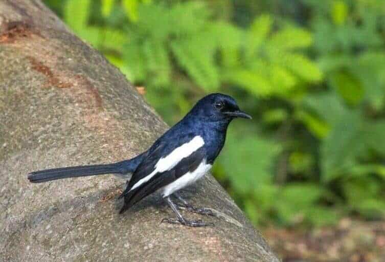 proses-mabung-burung-kacer-dan-perawatannya-2544617