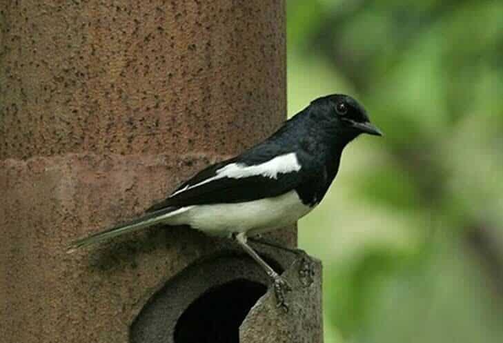 ranjau-bola-untuk-kacer-8263031