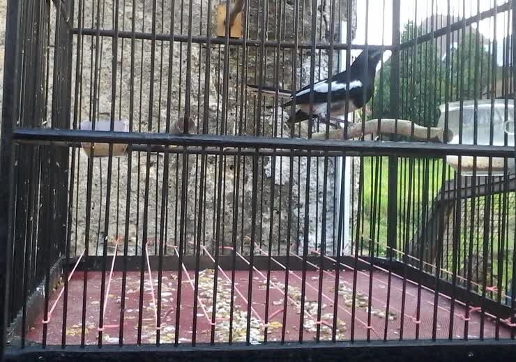 ranjau-bola-untuk-kacer-dalam-mengatasi-perilaku-sering-ngelantai-4153229