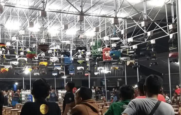 setingan-lovebird-malam-hari-6448321