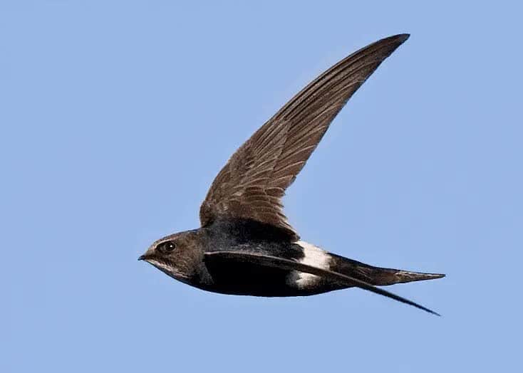 spine-tailed-swift-3326525