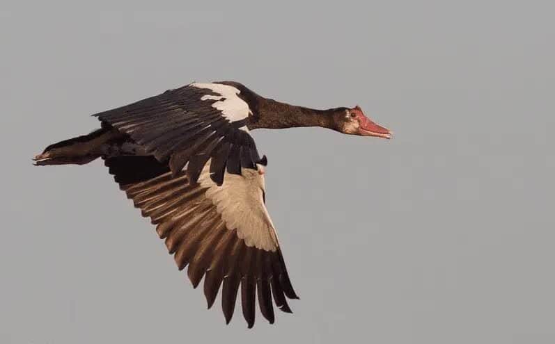 spur-winged-goose-9602320