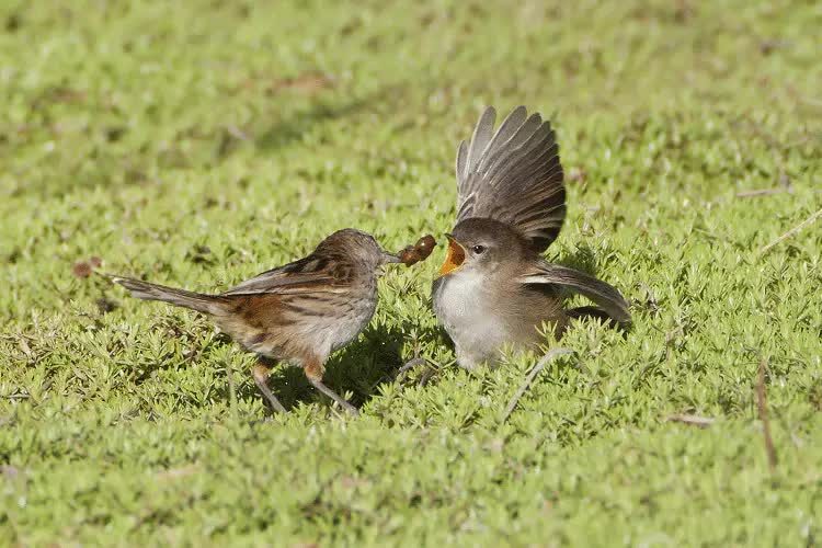 tempat-hidup-dan-kebiasaan-cica-koreng-kecil-6777847