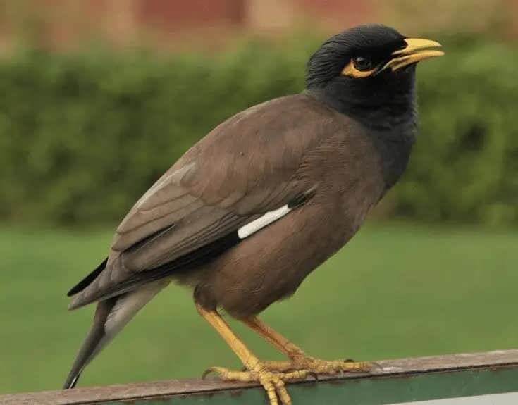 tips-pemasteran-jalak-nias-3078044