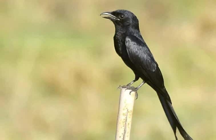 tips-perawatan-burung-srigunting-agar-bisa-gacor-6771999