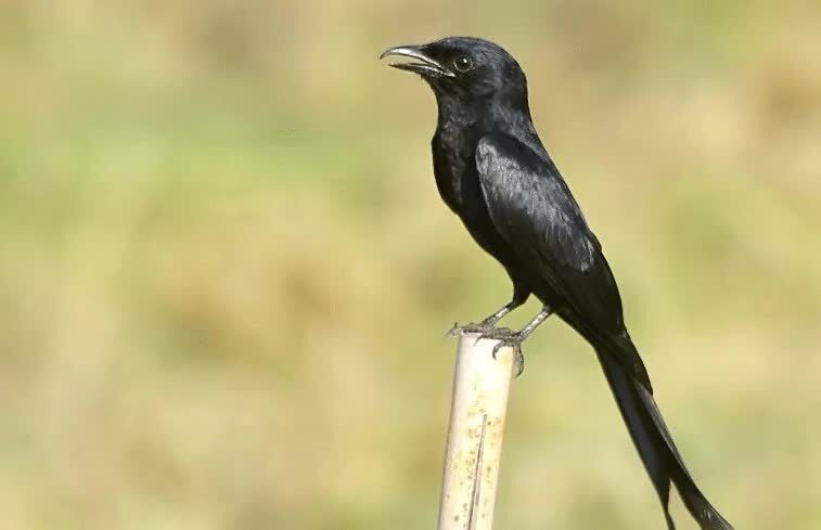 tips-perawatan-burung-srigunting-agar-bisa-gacor-8643364