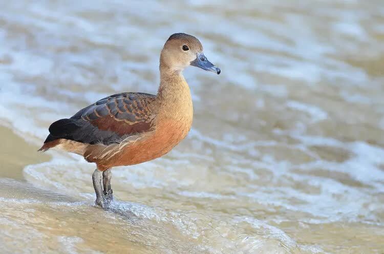 tips-dan-cara-ternak-burung-belibis-paling-mudah-1540711