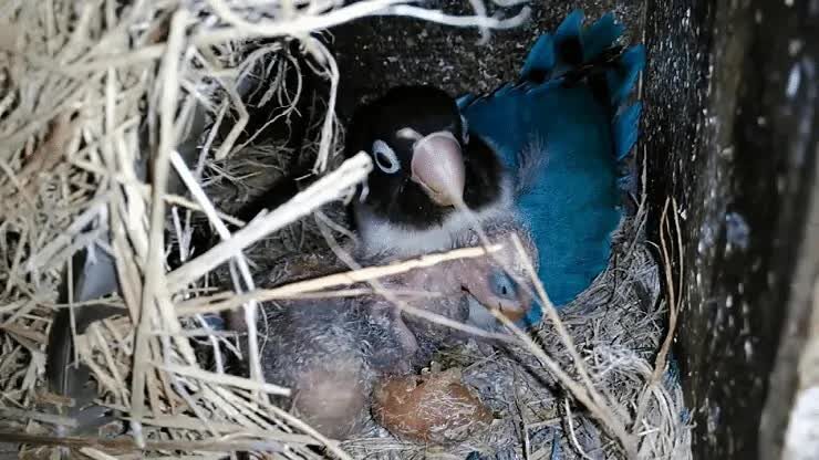 ciri-ciri-lovebird-menetas-1073211