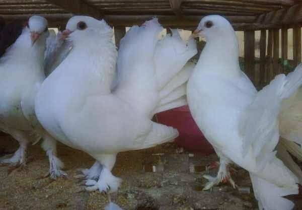 17-cara-budidaya-merpati-kipas-berikut-ini-langkah-dan-panduannya-ayselalver-blogspot-com_-4437947