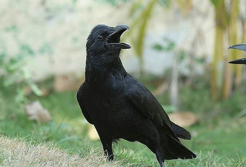 2-jenis-burung-gagak-dan-ciri-khas-yang-dimilikinya-1163563