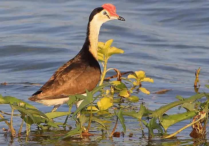 2-jenis-burung-yang-hidup-di-rawa-dan-karakteristiknya-9102016