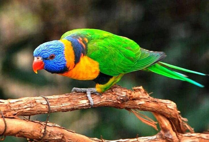 2-cara-merawat-burung-nuri-agar-cepat-berbicara-layaknya-manusia-5969194