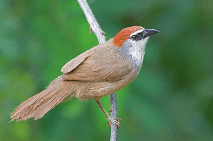 4-jenis-burung-kicauan-non-lomba-dan-karakteristiknya-8375558-9860381