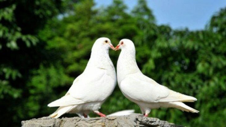 6-cara-menjodohkan-burung-merpati-agar-cepat-bertelur-9643846