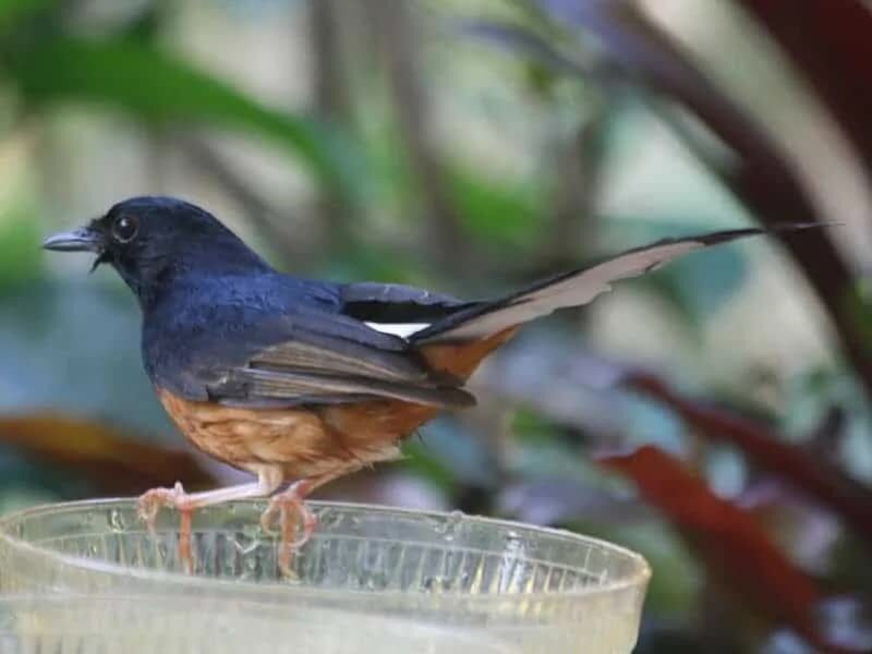 800px-white-rumped_shama_smtc-2821924