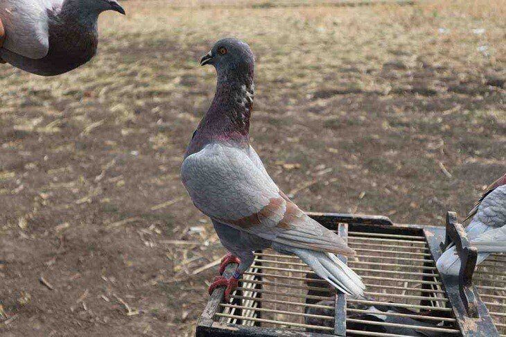 banyak-cara-membuat-napas-merpati-kuat-dan-panjang-saat-dilombakan-4510574