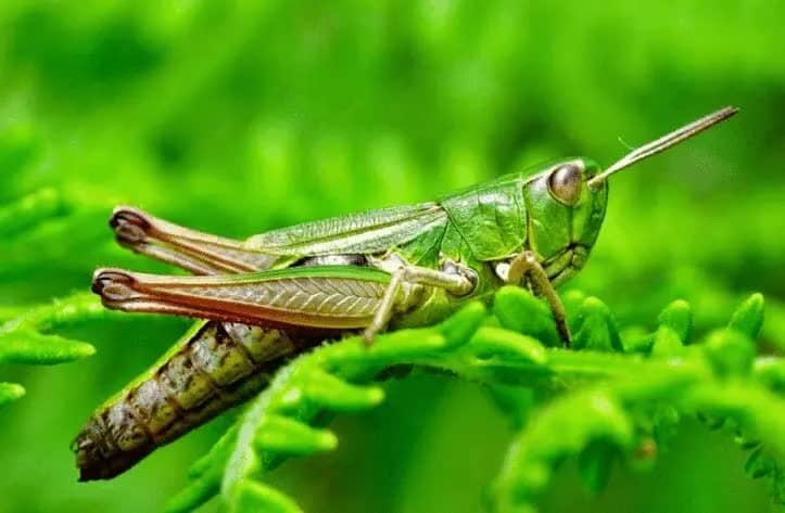 belalang-pakan-murai-batu-5125062