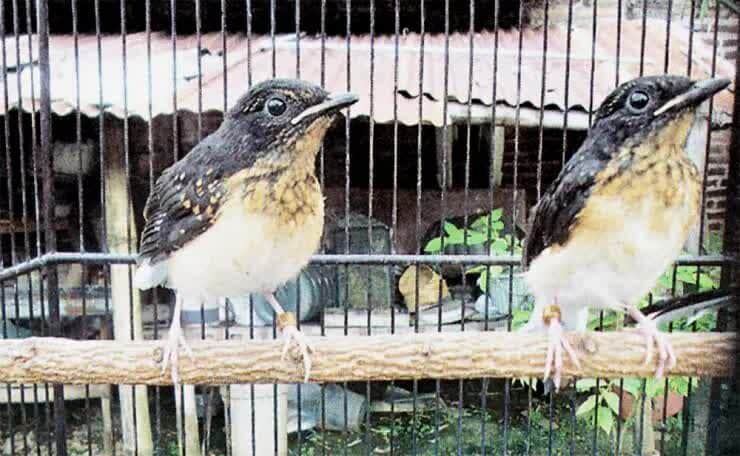 bentuk-fisik-dan-ukuran-murai-btu-anakan-7534718