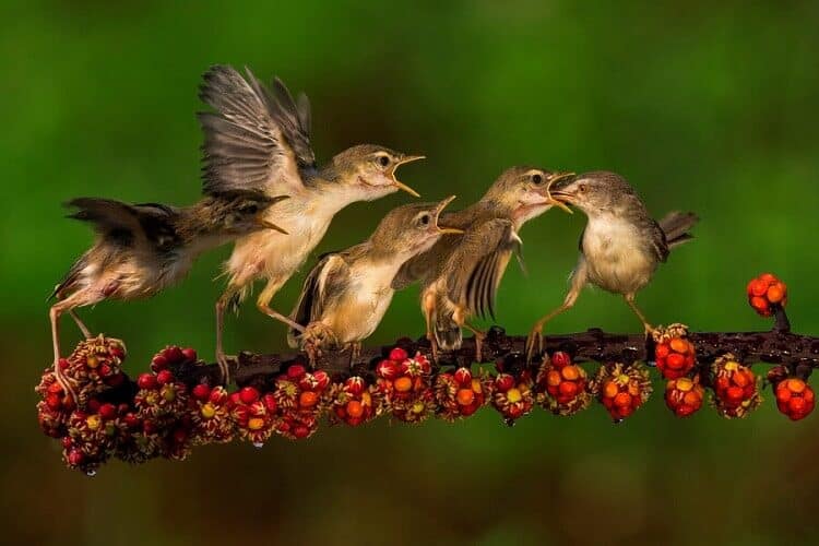 budidaya-burung-ciblek-kristal-3590114