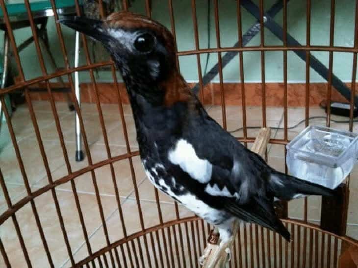 burung-anis-kembang-1269354