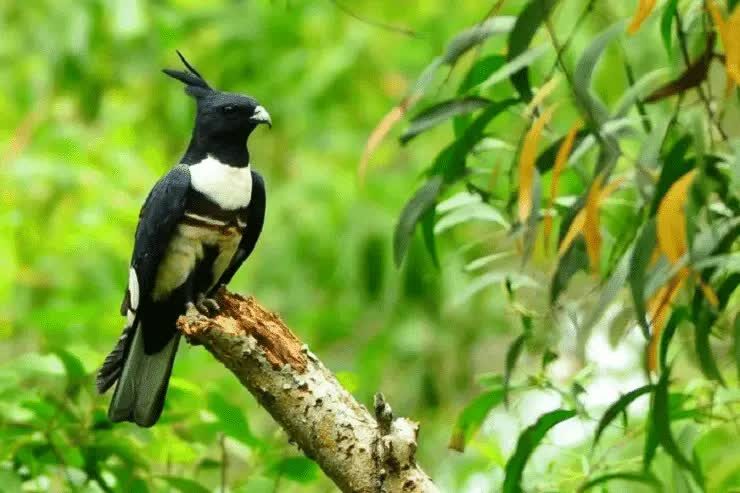 burung-baza-hitam-yang-keberadaannya-di-indonesia-masih-teka-teki-3214304