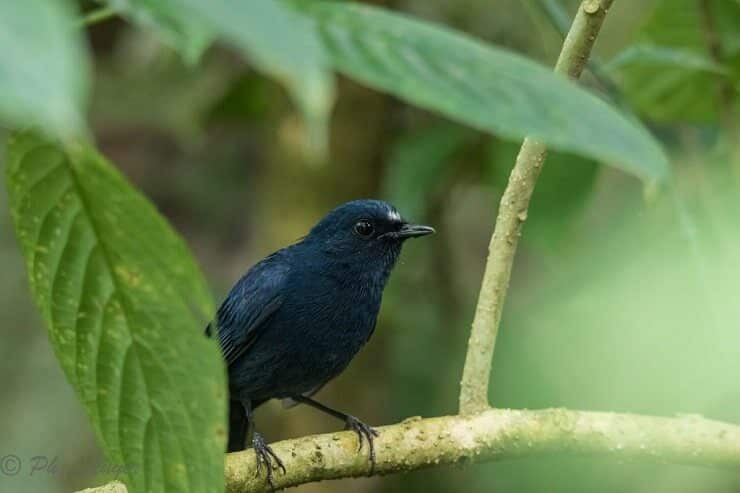 burung-berkecet-biru-tua-3591222