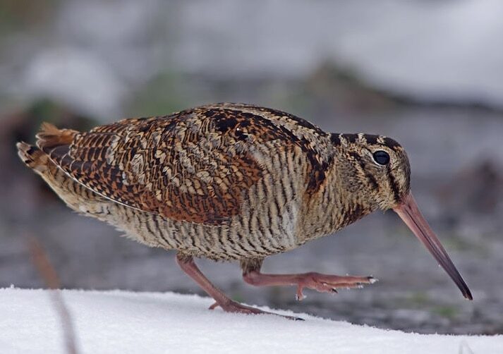 burung-berkik-gunung-maluku-jenis-burung-endemik-pulau-obi-2555518