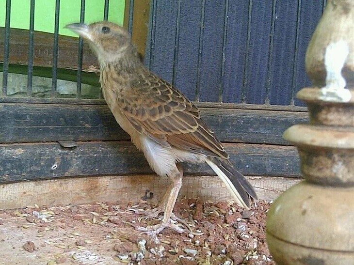 burung-branjangan-mabung-2002657