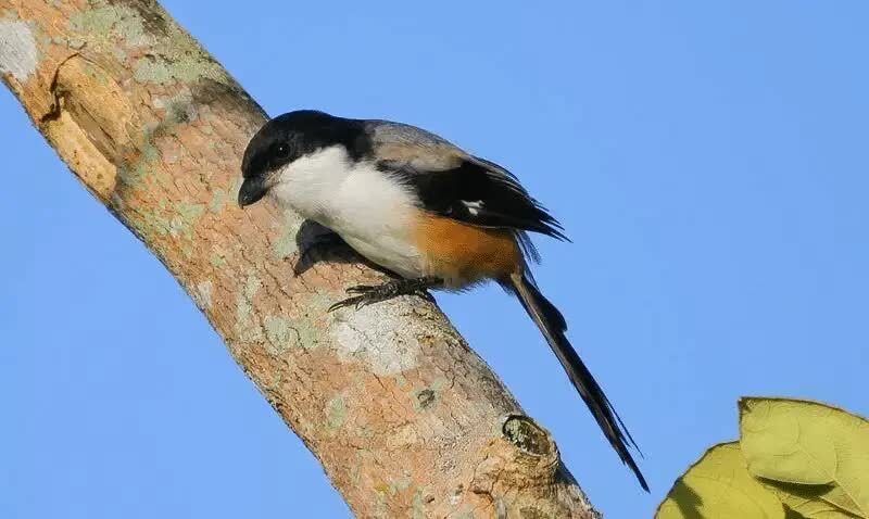 burung-cendet-madura-8029579