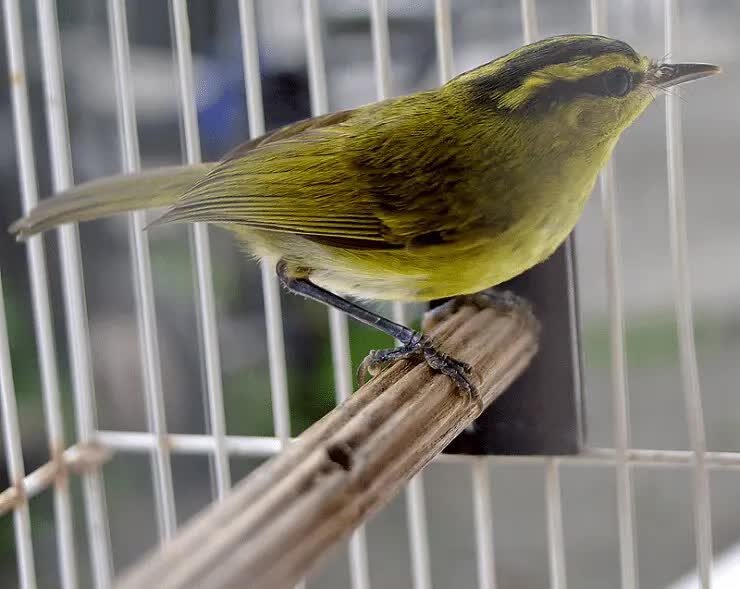 burung-cikrak-sulawesi-8369848