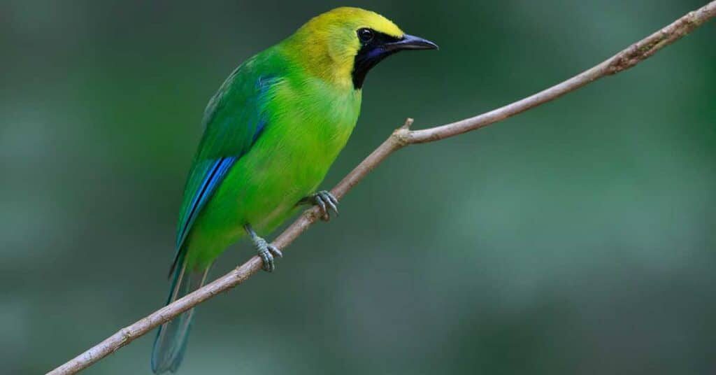 burung-cucak-ranting-4972566