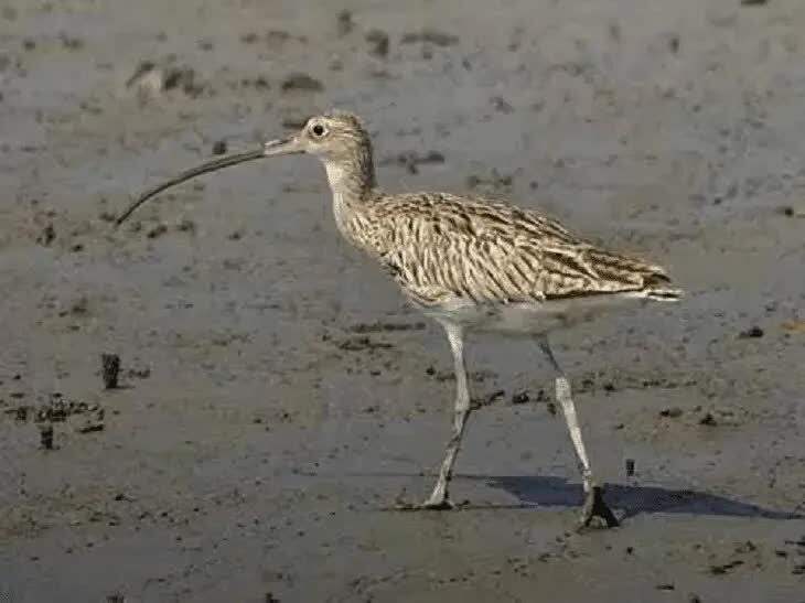 burung-gajahan-besar-4340730