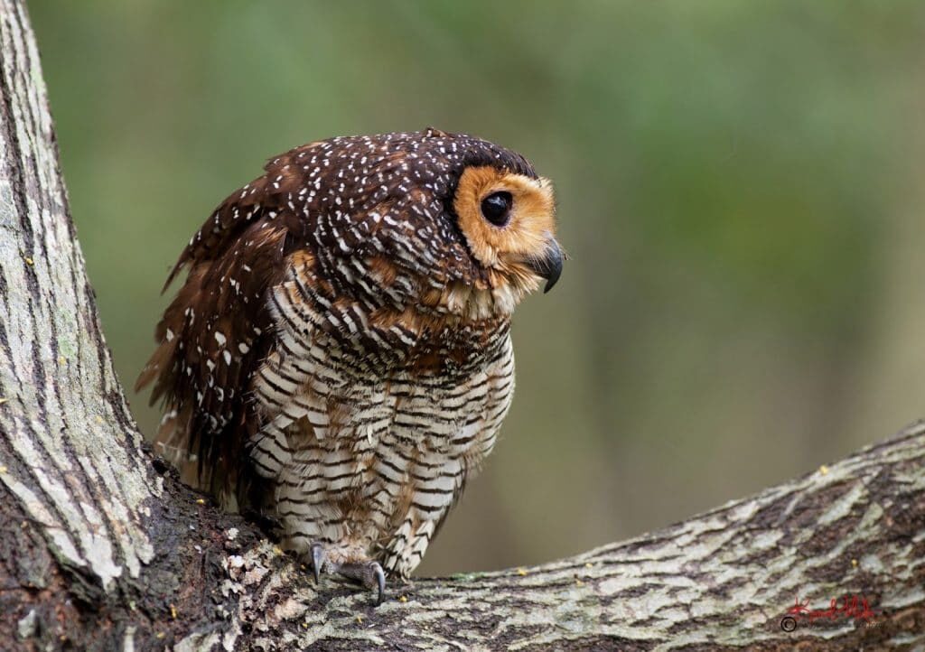 burung-hantu-1-5964880