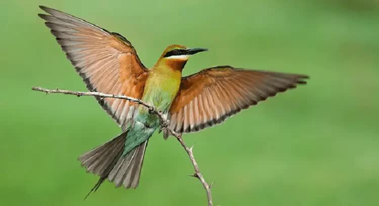 burung-kirik-kirik-laut-8247923