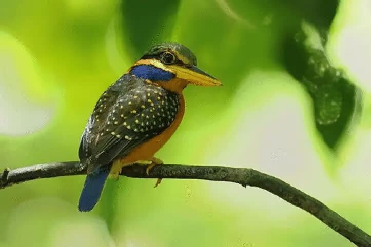 burung-luntur-sumatra-9637220