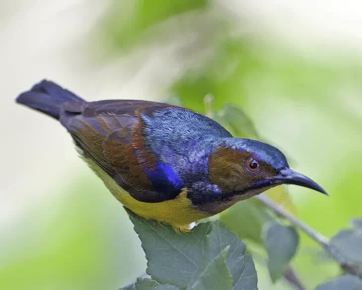 burung-madu-kelapa-3840360
