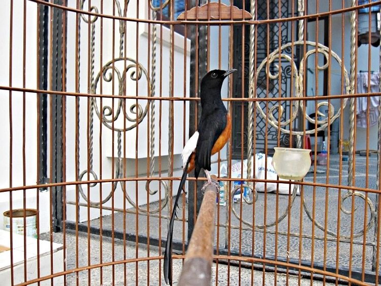 burung-murai-batu-8272861