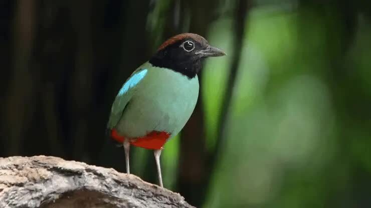 burung-paok-hijau-7856490