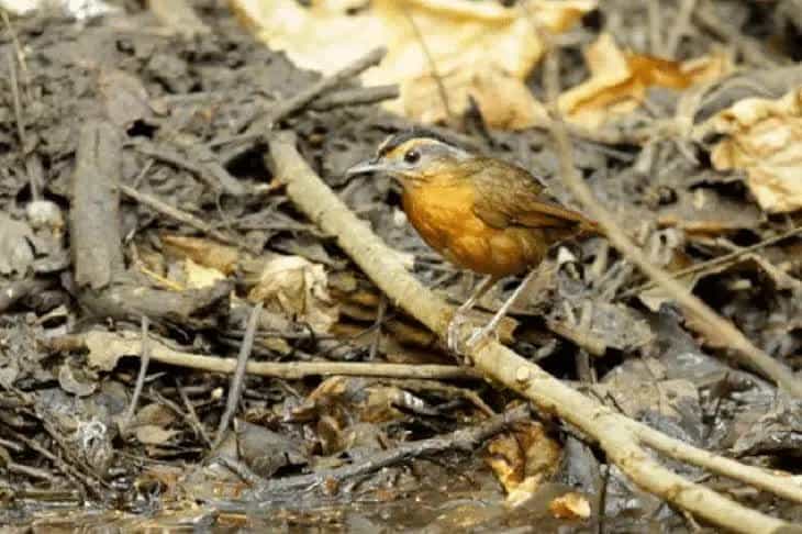 burung-pelanduk-topi-hitam-1512398