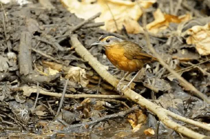 burung-pelanduk-topi-hitam-9509465