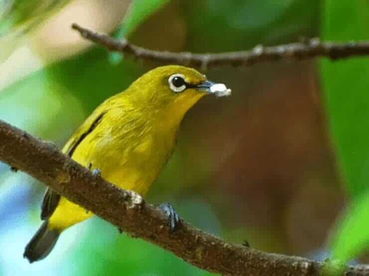 burung-pleci-8173500