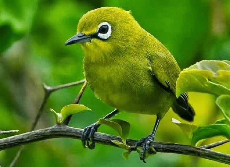 burung-pleci-dakun-bali-5659817